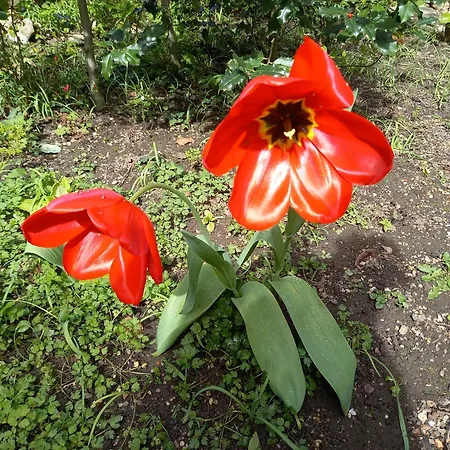 La Teranga De Kadi & Cathy, Avec Jardin Privatif *