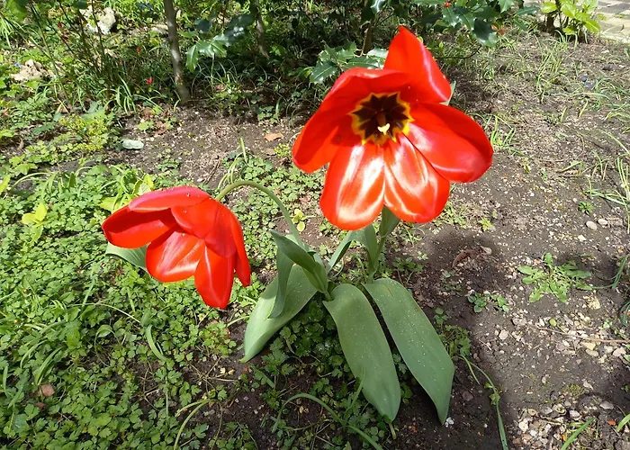 La Teranga De Kadi & Cathy, Avec Jardin Privatif *